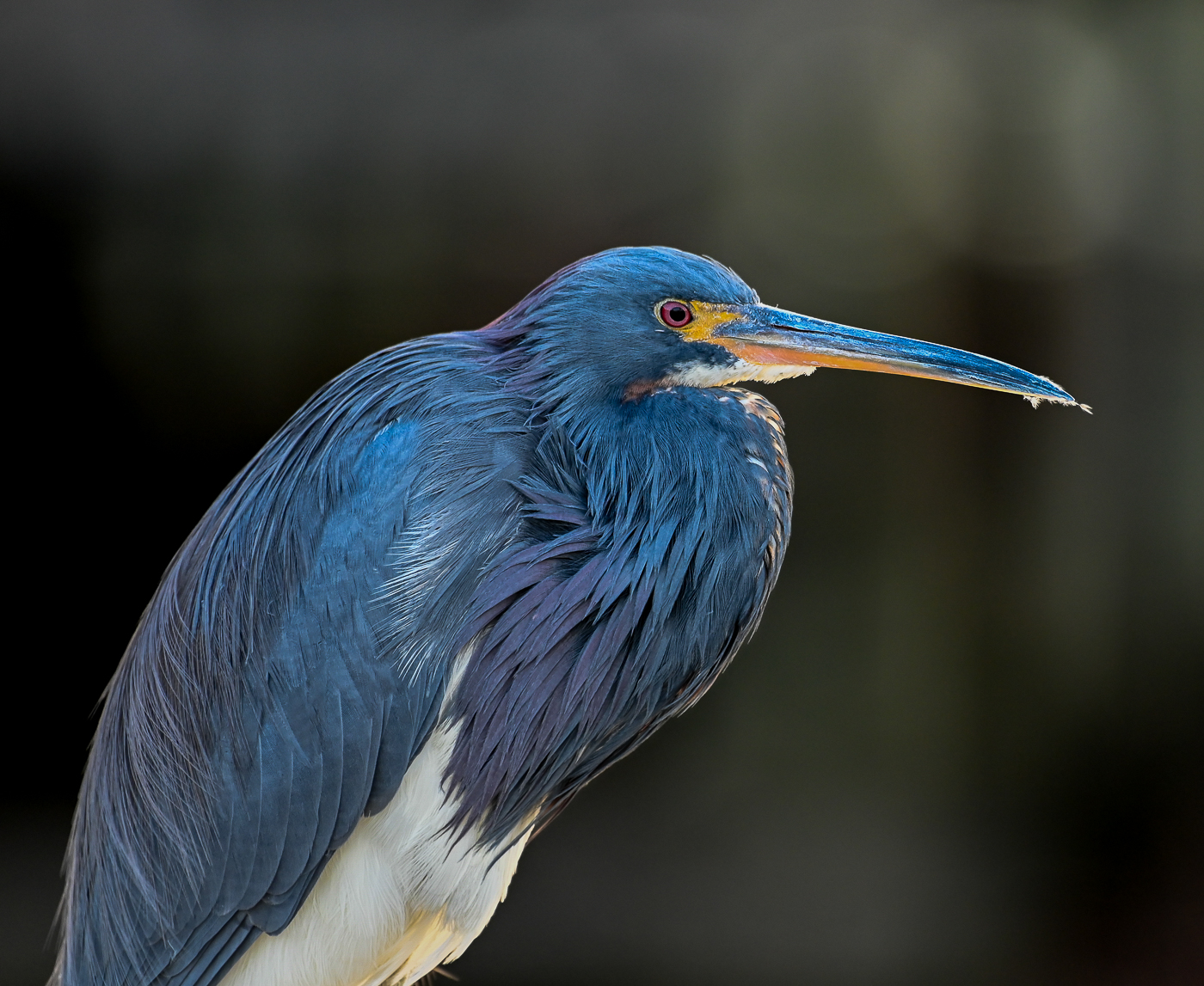 1st PrizeOpen Nature In Class 2 By Samantha Scullen For Tricolored Heron JAN-2024.jpg
